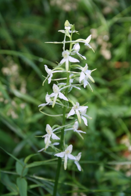 orchidee della Carinzia (Platanthera bifolia)